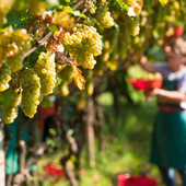 Bando da 1,2 milioni di euro per i contributi agli investimenti nelle aziende agricole