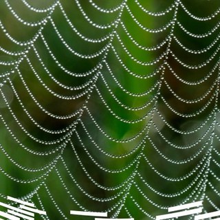 'Biomimesi, la soluzione che arriva dalla natura'