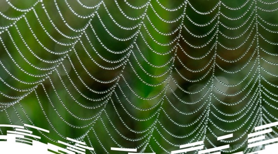 'Biomimesi, la soluzione che arriva dalla natura' 'Biomimesi, la soluzione che arriva dalla natura'