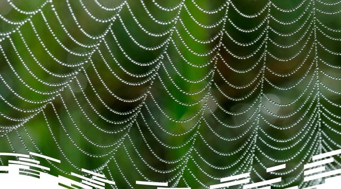 'Biomimesi, la soluzione che arriva dalla natura' 'Biomimesi, la soluzione che arriva dalla natura'