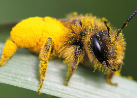 Biodiversità, al via il programma estivo di eventi e iniziative in Valle d’Aosta