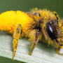 Biodiversità, al via il programma estivo di eventi e iniziative in Valle d’Aosta Biodiversità, al via il programma estivo di eventi e iniziative in Valle d’Aosta