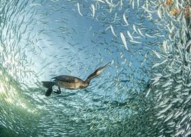 Banchetto al tramonto- Franco Banfi-Svizzera- Medaglia d'oro- Uccelli nel loro ambiente Banchetto al tramonto- Franco Banfi-Svizzera- Medaglia d'oro- Uccelli nel loro ambiente