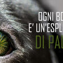 Ogni anno muoiono centinaia di animali a causa dei botti di Capodanno