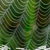 'Biomimesi, la soluzione che arriva dalla natura' 'Biomimesi, la soluzione che arriva dalla natura'