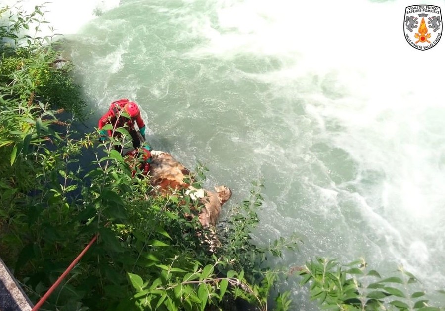 Bovino cade e muore nell'Evançon, recupero dei Vigili del fuoco