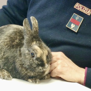 Coniglio nano smarrito e spaventato 'salvato' dalla polizia