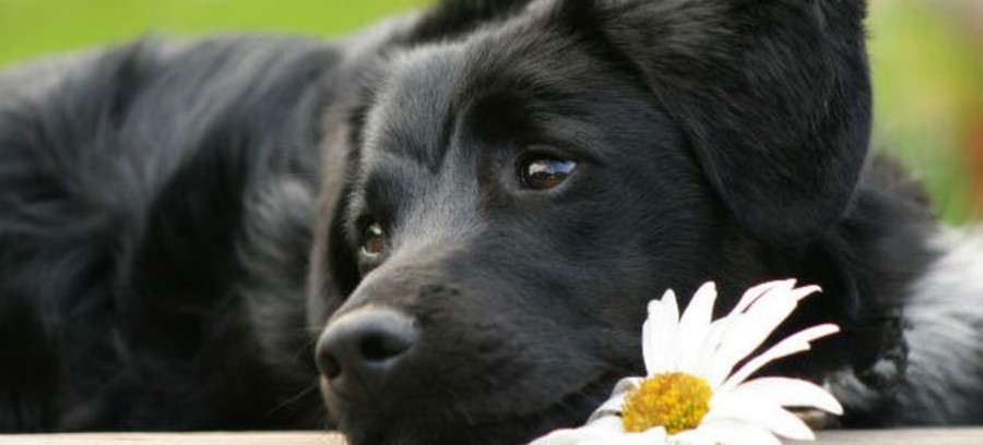 Giornata Mondiale del Cane; ricordiamo oggi la presenza che ci accompagna da sempre