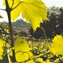 Il microcosmo e il macrocosmo in maggio; il ciliegiolo e l’armonia del benessere