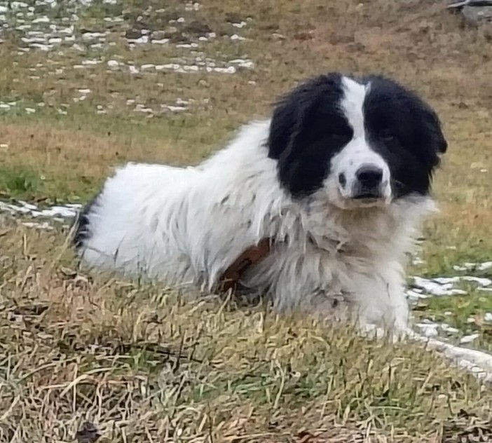 La storia a lieto fine del cane Bosco, scomparso nel biellese e ritrovato in Valle La storia a lieto fine del cane Bosco, scomparso nel biellese e ritrovato in Valle
