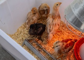 Domenica 26 aprile a Donnas torna 'Lou courtì e lou poulayé' Domenica 26 aprile a Donnas torna 'Lou courtì e lou poulayé'