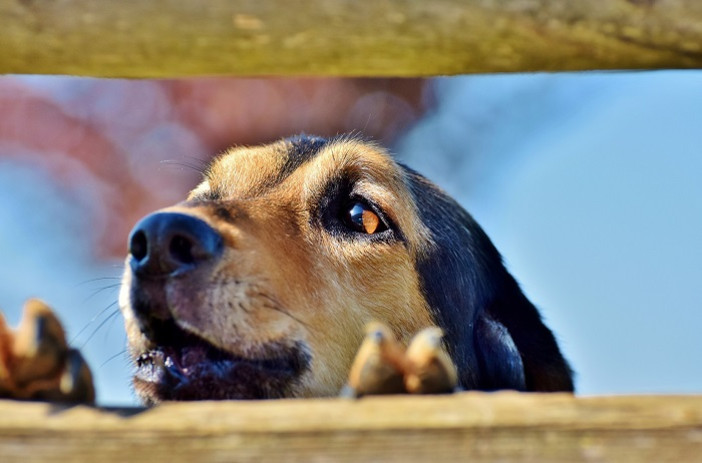 Un aiuto per chi ha un animale; il bonus 2026