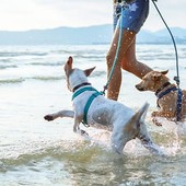 La vacanza 'Pet Friendly'