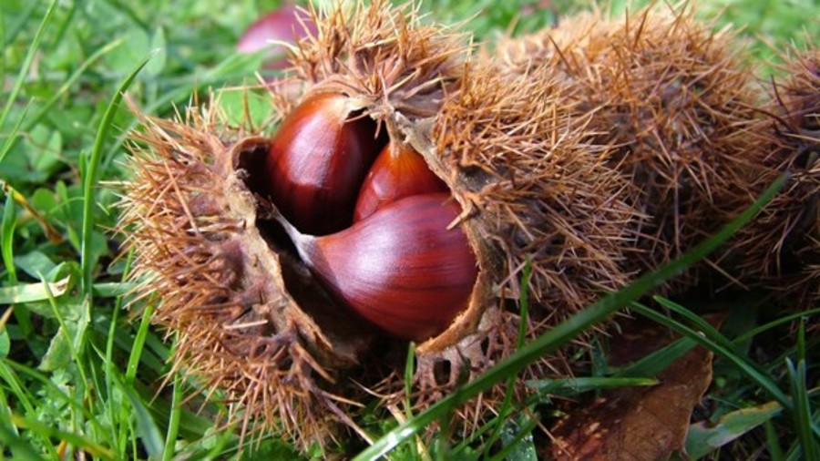 Weekend in Valle d’Aosta tra cultura, natura e tradizione