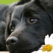 Giornata Mondiale del Cane; ricordiamo oggi la presenza che ci accompagna da sempre Giornata Mondiale del Cane; ricordiamo oggi la presenza che ci accompagna da sempre