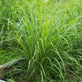 Citronella; il segreto naturale per un’estate senza zanzare