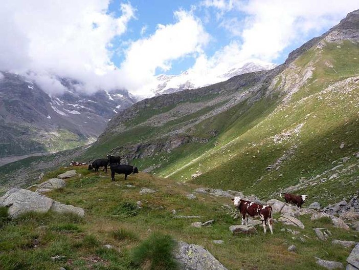 Uno scorcio dell'Alpe Cortlys