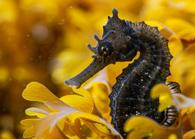 Mondo animale tra meraviglia, intelligenza e mistero