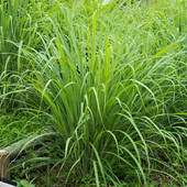 Citronella; il segreto naturale per un’estate senza zanzare