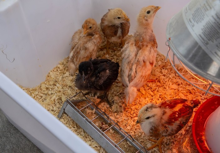 Domenica 26 aprile a Donnas torna 'Lou courtì e lou poulayé' Domenica 26 aprile a Donnas torna 'Lou courtì e lou poulayé'