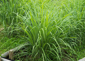 Citronella; il segreto naturale per un’estate senza zanzare Citronella; il segreto naturale per un’estate senza zanzare