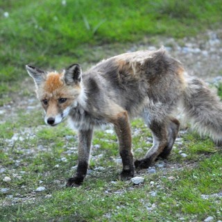 Il cimurro si estende tra gli animali selvatici in Valle