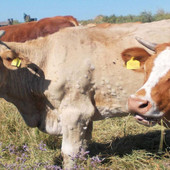 Emergenza dermatite nodulare: si prepara un piano straordinario di vaccinazione per 38 mila bovini