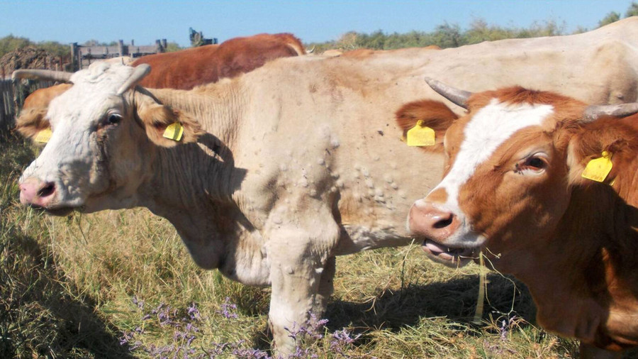 Emergenza dermatite nodulare: si prepara un piano straordinario di vaccinazione per 38 mila bovini