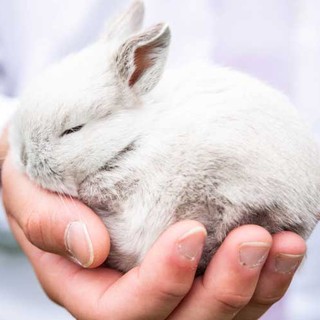 Coniglio domestico: tre cose di cui ha bisogno