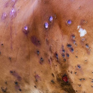Possibile vaccino in Valle per la dermatite nodulare contagiosa nei bovini