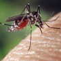Un caso, il primo, di 'febbre dengue' in Valle d'Aosta