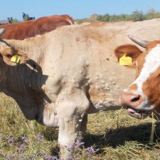 Emergenza dermatite nodulare: si prepara un piano straordinario di vaccinazione per 38 mila bovini