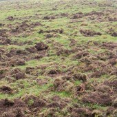 Danni da fauna protetta: aggiornati i risarcimenti e via libera all’esenzione