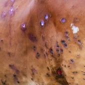 Possibile vaccino in Valle per la dermatite nodulare contagiosa nei bovini