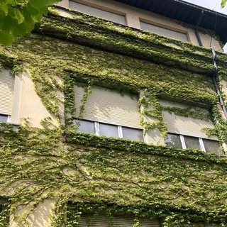 Aosta, l'edera rampicante ha invaso il Liceo Bérard