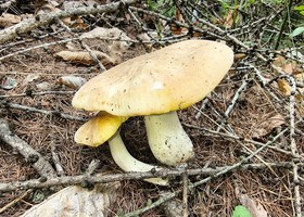 Funghi, attivo in Valle il controllo gratuito sulla commestibilità Funghi, attivo in Valle il controllo gratuito sulla commestibilità