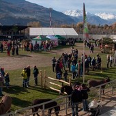 La Foire des Alpes torna in Valle; protagonisti gli allevamenti non bovini La Foire des Alpes torna in Valle; protagonisti gli allevamenti non bovini