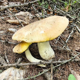 Funghi, attivo in Valle il controllo gratuito sulla commestibilità