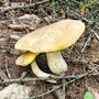 Funghi, attivo in Valle il controllo gratuito sulla commestibilità