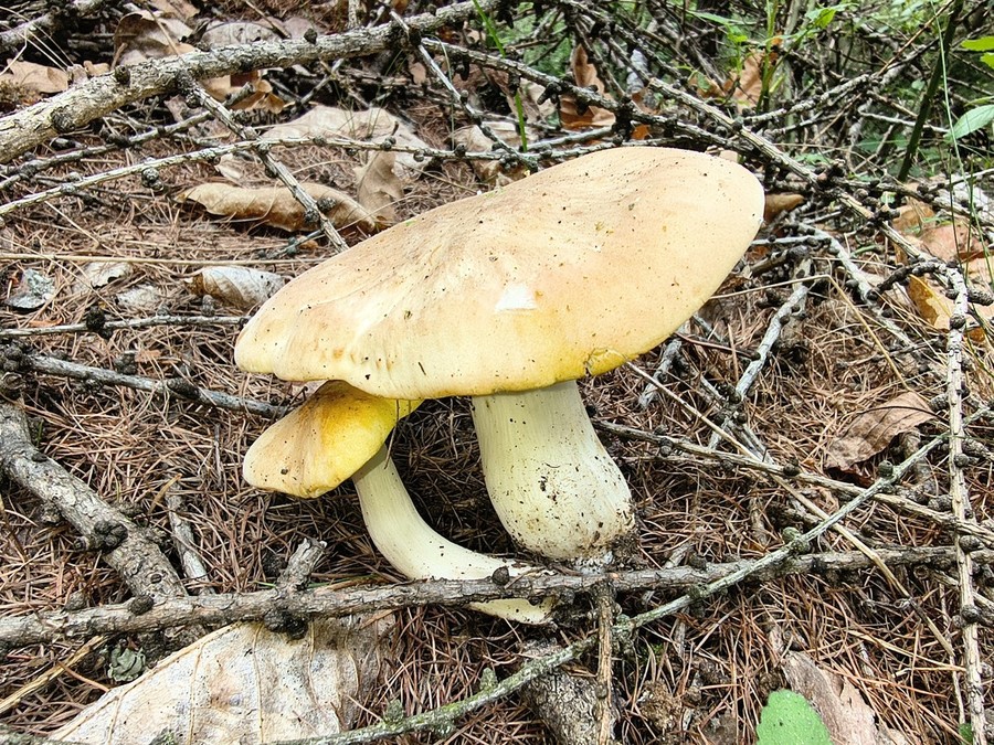 Funghi, attivo in Valle il controllo gratuito sulla commestibilità