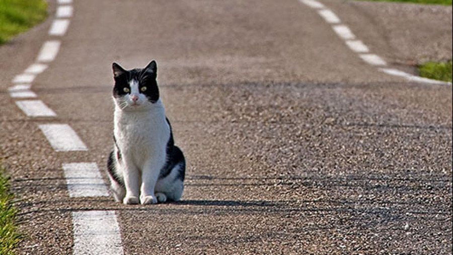 Trauma automobilistico nel gatto: cosa fare subito