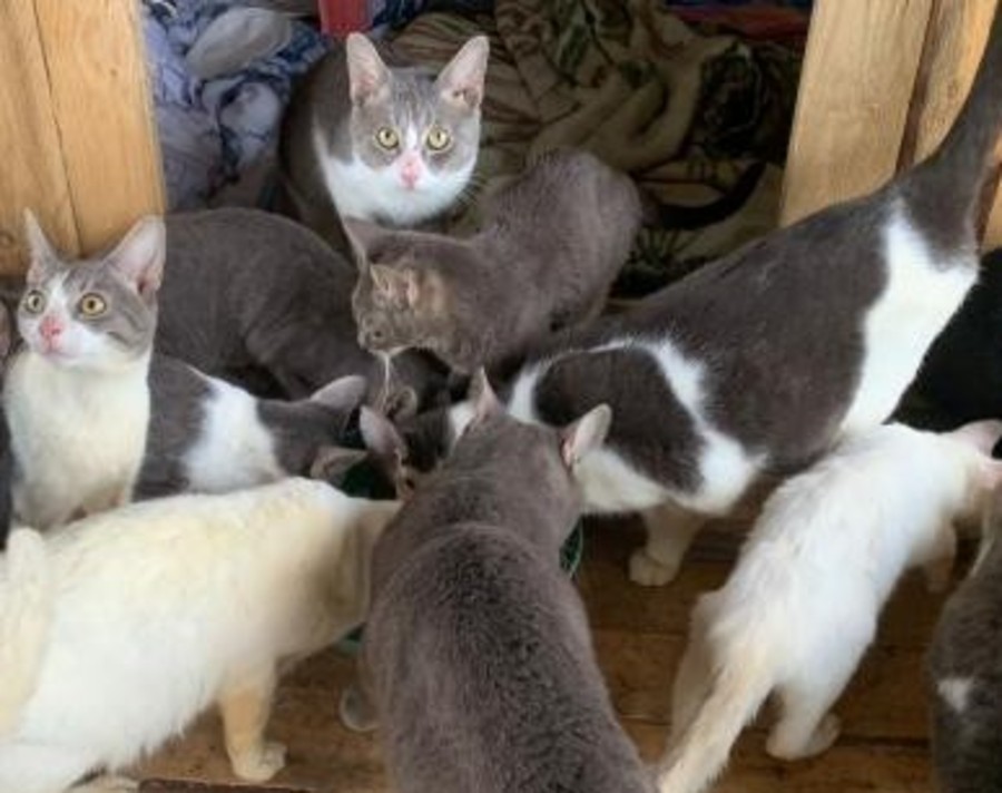 Verres, sequestrati o meglio 'salvati' 45 gatti costretti a vivere in un alloggio