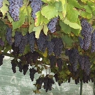 Tra tradizioni e paesaggi; la settimana che accende l’autunno