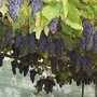 Tra tradizioni e paesaggi; la settimana che accende l’autunno Tra tradizioni e paesaggi; la settimana che accende l’autunno