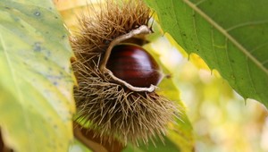 Valle d’Aosta in festa; il meglio del weekend tra cultura, natura e gusto