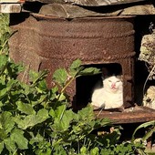 A Chamois i gatti sono diventati parte della comunità; già censiti e sterilizzati trenta felini A Chamois i gatti sono diventati parte della comunità; già censiti e sterilizzati trenta felini