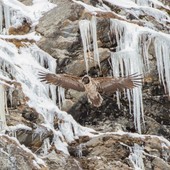 Montagna e tutela faunistica: a Cogne area gipeti 'off limits' Montagna e tutela faunistica: a Cogne area gipeti 'off limits'