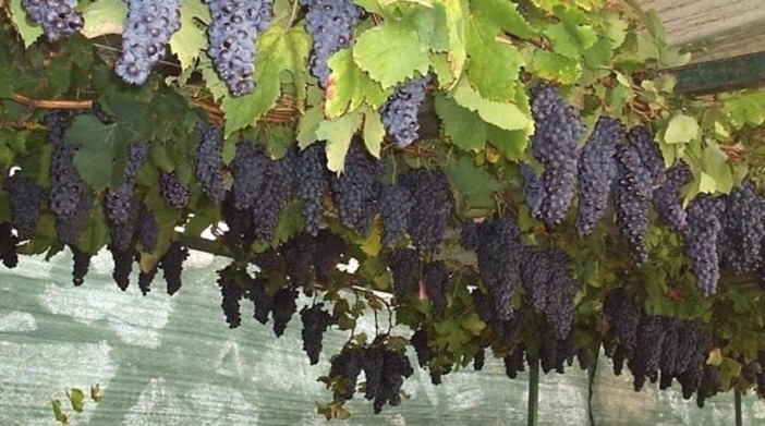 Tra tradizioni e paesaggi; la settimana che accende l’autunno Tra tradizioni e paesaggi; la settimana che accende l’autunno