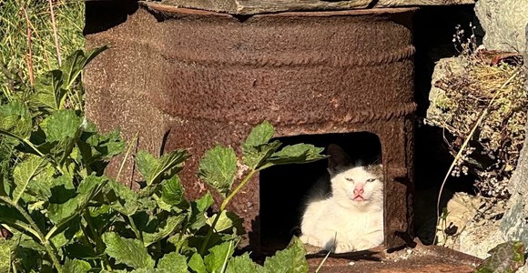 A Chamois i gatti sono diventati parte della comunità; già censiti e sterilizzati trenta felini A Chamois i gatti sono diventati parte della comunità; già censiti e sterilizzati trenta felini