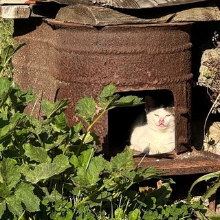 A Chamois i gatti sono diventati parte della comunità; già censiti e sterilizzati trenta felini